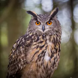 Sortie ornithologique : Sur les traces du grand-duc