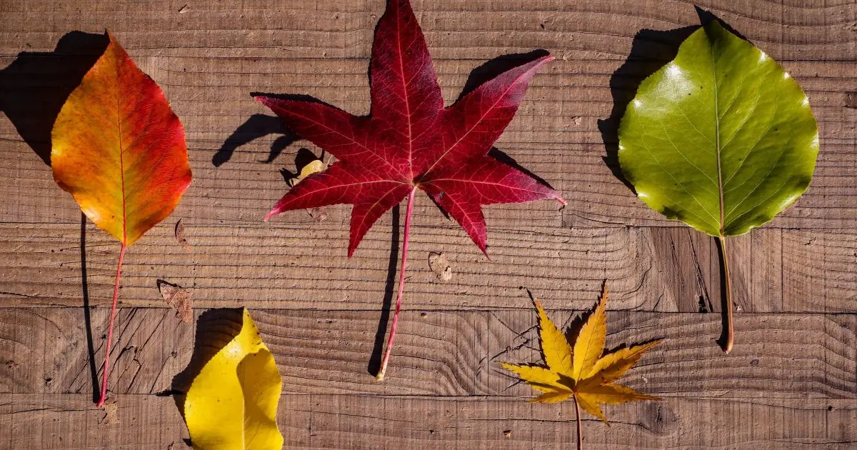 Sortie parent-enfant : chasse aux feuilles d’automne