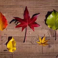 Sortie parent-enfant : chasse aux feuilles d’automne