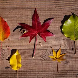 Sortie parent-enfant : chasse aux feuilles d’automne