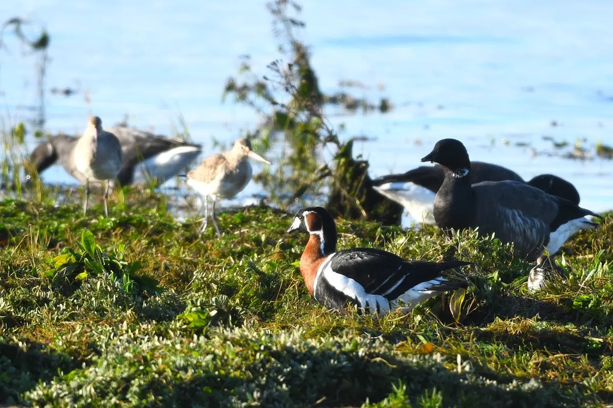 Sortie participative - Ornithologie