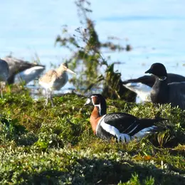 Sortie participative - Ornithologie