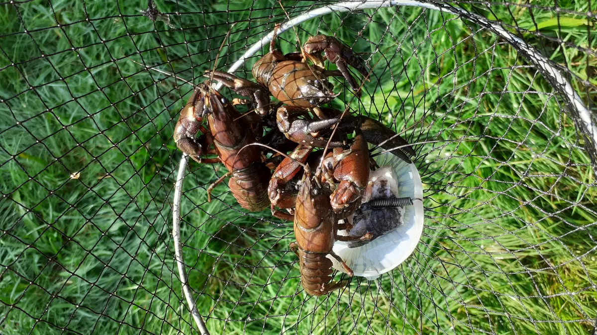 Sortie Pêche Aux écrevisses