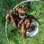 Sortie Pêche Aux écrevisses