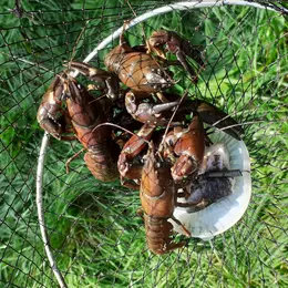 Sortie Pêche Aux écrevisses
