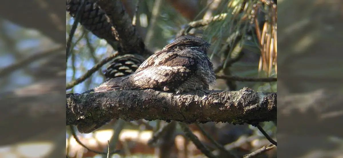 Sortie pédestre Les oiseaux forestiers crépusculaires et nocturnes