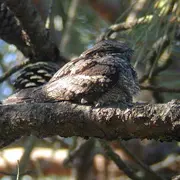 Sortie pédestre Les oiseaux forestiers crépusculaires et nocturnes