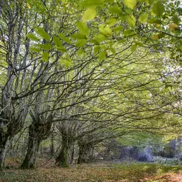 Sortie photo dans l'ENS de la Forêt domaniale des Abbayes