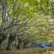 Sortie sur les papillons dans l'ENS de la Forêt domaniale des Abbayes