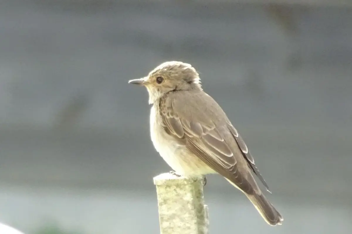 Sortie tout public : les oiseaux des jardins