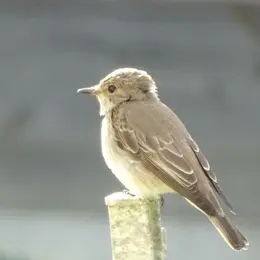 Sortie tout public : les oiseaux des jardins