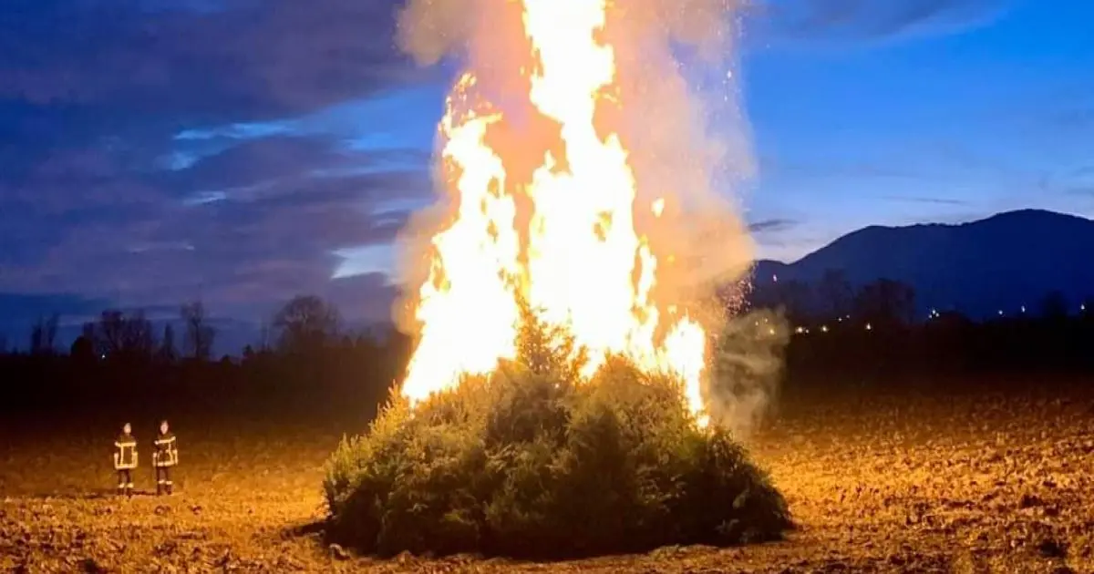 Crémation de sapins