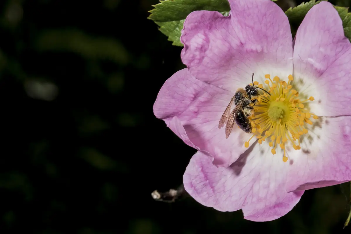 SORTIES NATURE - Créer un jardin refuge à abeilles sauvages