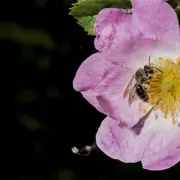 SORTIES NATURE - Créer un jardin refuge à abeilles sauvages
