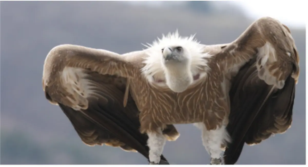 Sorties Nature Les Vautours, Et Autres Rapaces Des Gorges