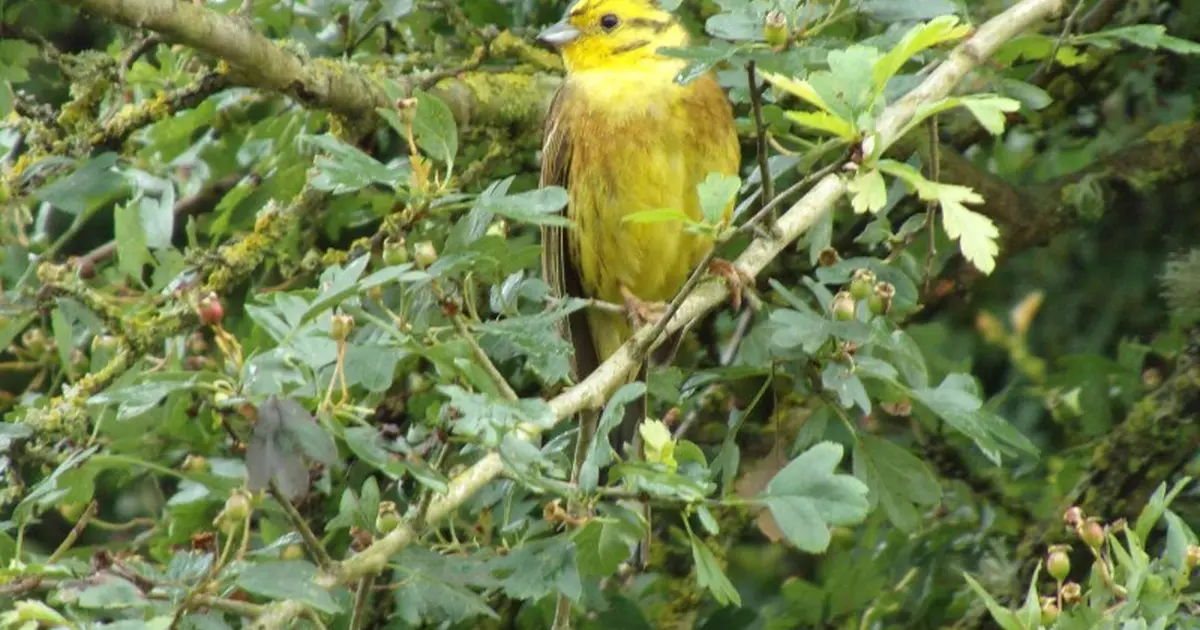 Sorties oiseaux des bords de Loire : Concerts, gazouillis et autres symphonies d’oiseaux