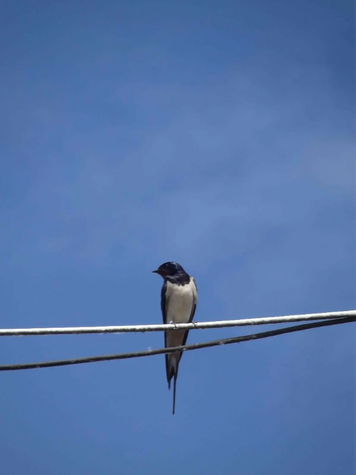 Sorties oiseaux des bords de Loire : on me nomme oiseau, qui suis-je ?