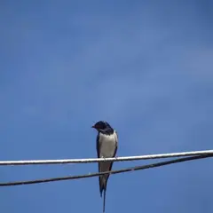 Sorties oiseaux des bords de Loire : on me nomme oiseau, qui suis-je ?