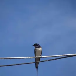 Sorties oiseaux des bords de Loire : on me nomme oiseau, qui suis-je ?