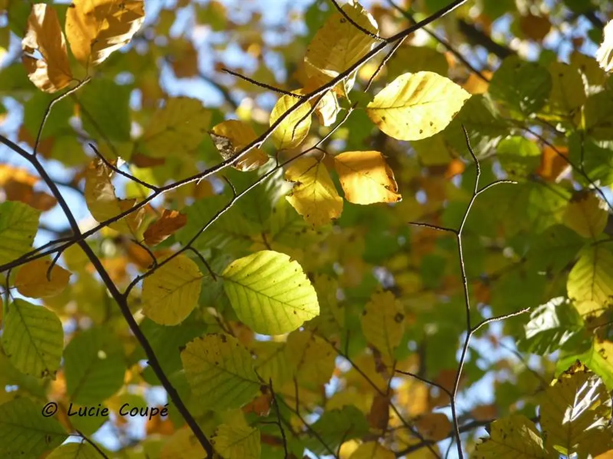 Sorties sylvatiques en forêt de mondon