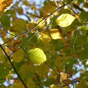 Sorties sylvatiques en forêt de mondon