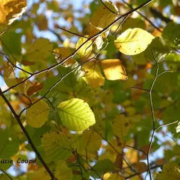 Sorties sylvatiques en forêt de mondon