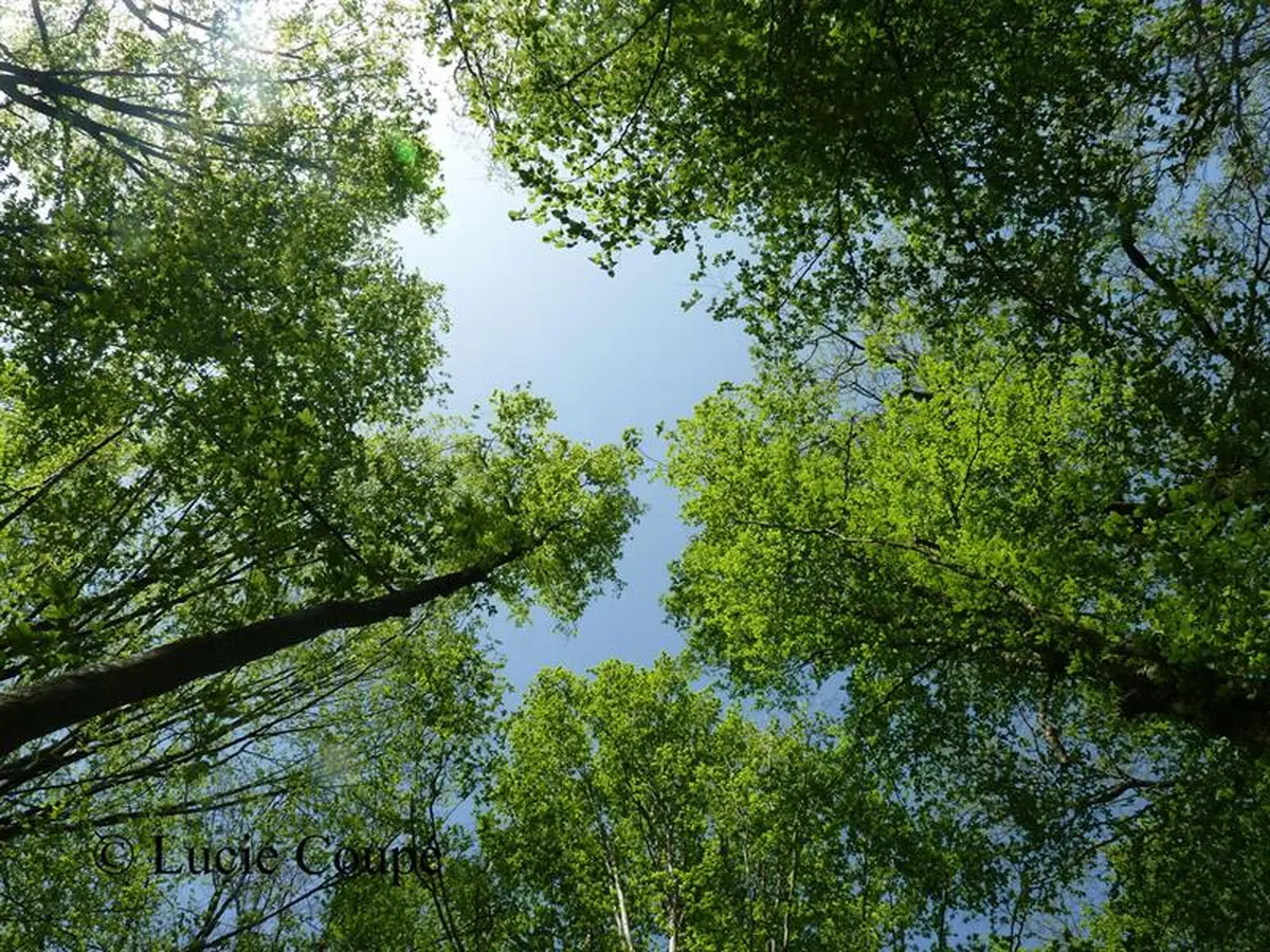 Sorties sylvo poétiques