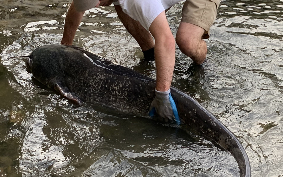 Sous la Seine : l'incroyable vie aquatique parisienne