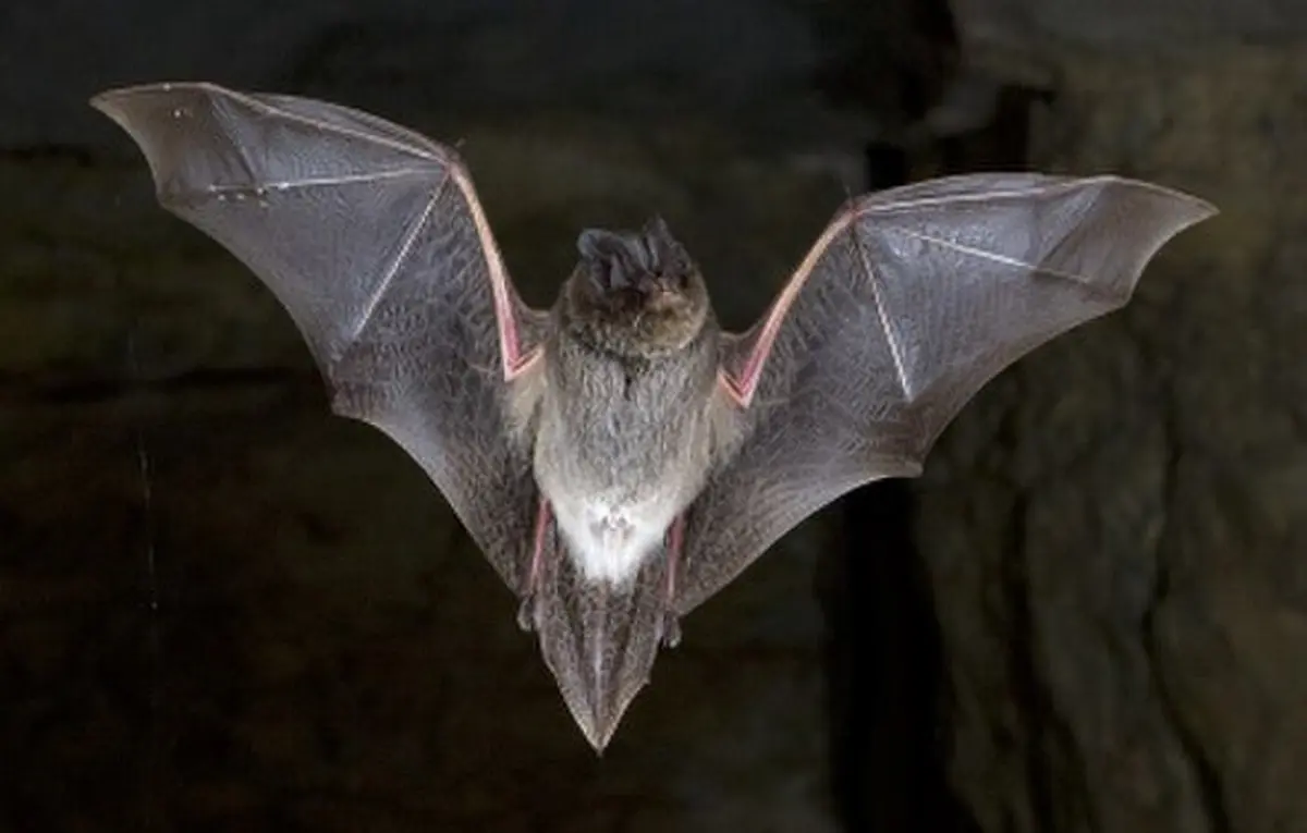 Sous Les Ailes De La Nuit, L’echo Des Chauves-Souris, Le Monde Caché Des Chauves-Souris