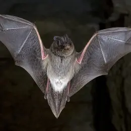 Sous Les Ailes De La Nuit, L’echo Des Chauves-Souris, Le Monde Caché Des Chauves-Souris