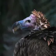 Sous les ailes des montagnes