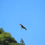 Sous les ailes des montagnes