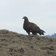 Sous les ailes des montagnes