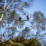 Sous les ailes des montagnes