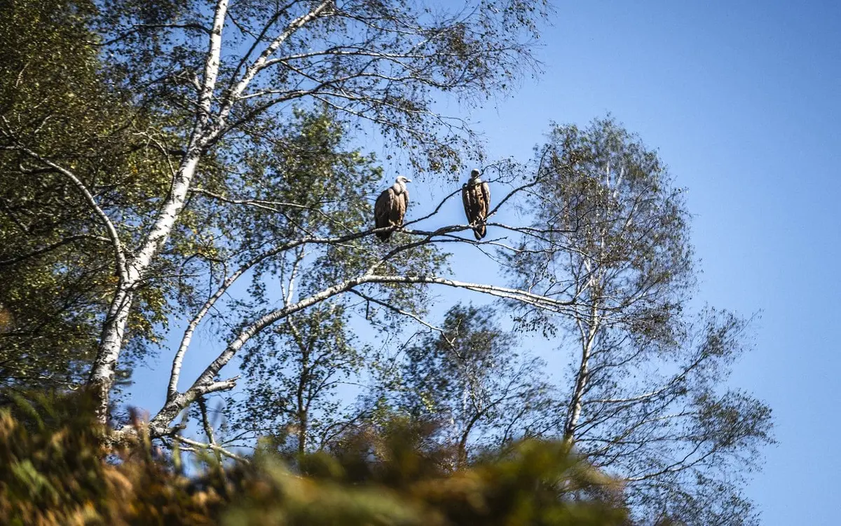 Sous les ailes des montagnes