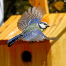 Sous les ailes des oiseaux migrateurs