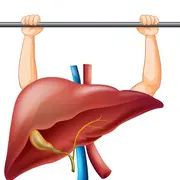 Soutenir le foie - Renaitre au printemps