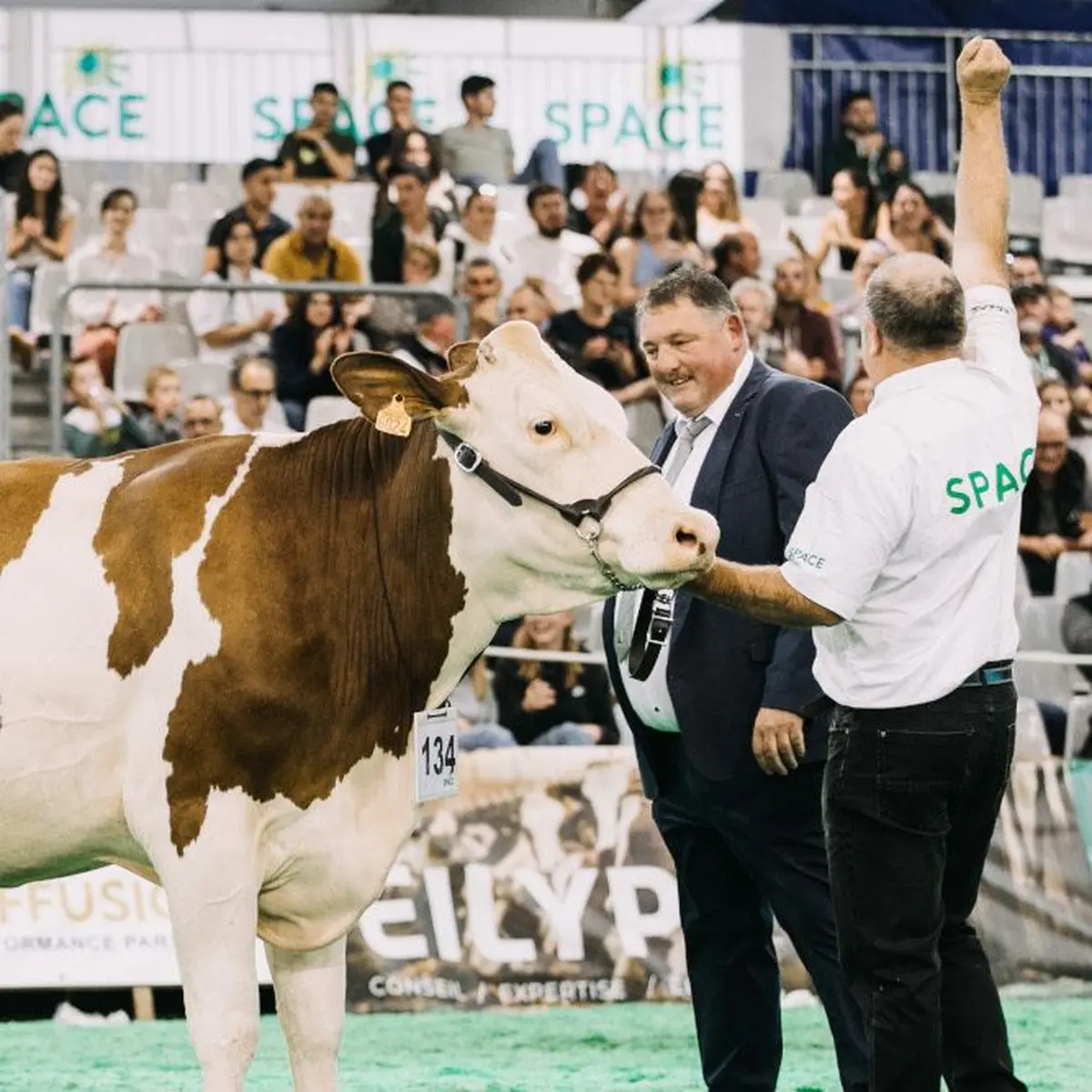 Dans le ring, les professionnels viennent présenter leurs plus beaux animaux