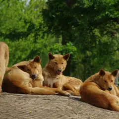 Spaycific’Zoo