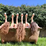 Spectacle : Attention à ta tête