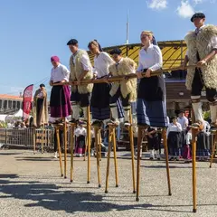 Spectacle des échassiers landais Les Hérons des Lacs