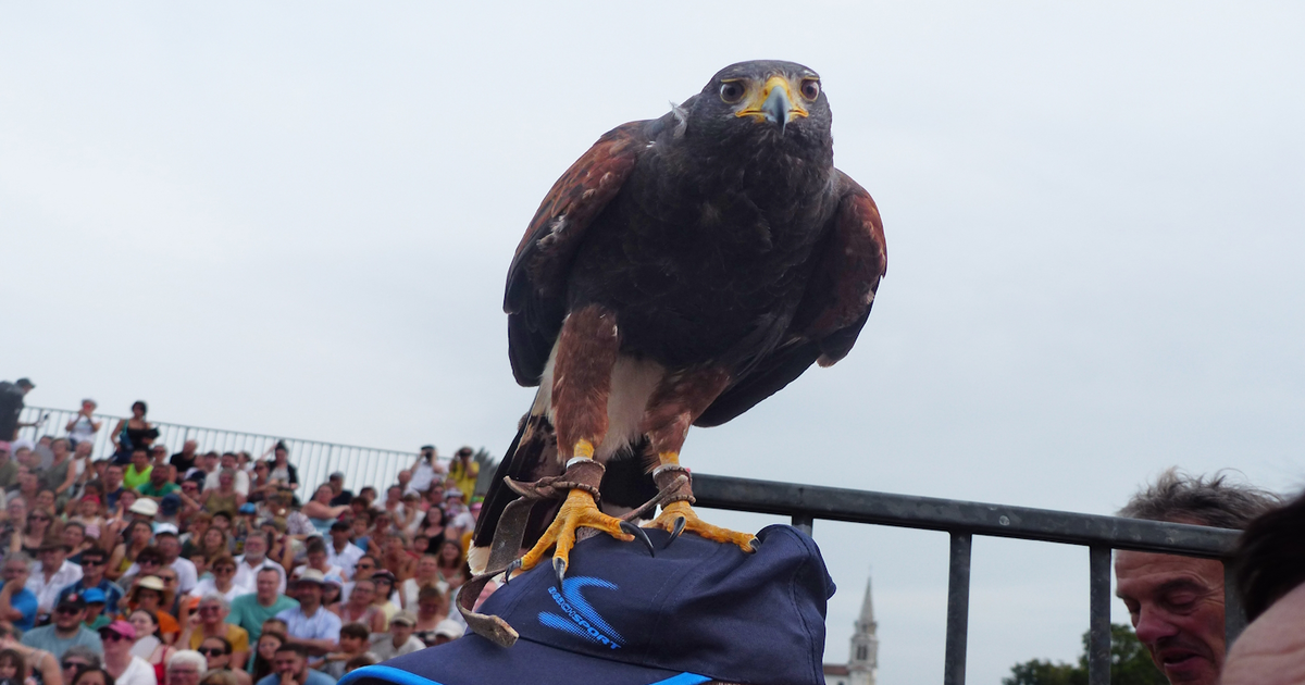 Spectacle des sabots et des ailes