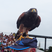 Spectacle des sabots et des ailes