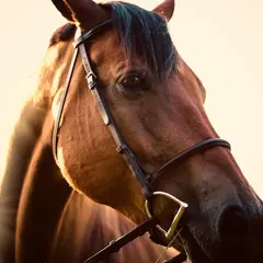 Spectacle Equestre