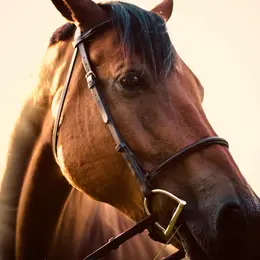 Spectacle Equestre