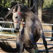 Spectacle équestre nocturne au Château de Briance