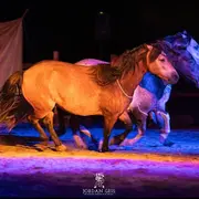 Spectacle Équin et Marché de Producteurs et Artisans à Blond