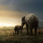 Spectacle jeune piblic - Enfants d'éléphants