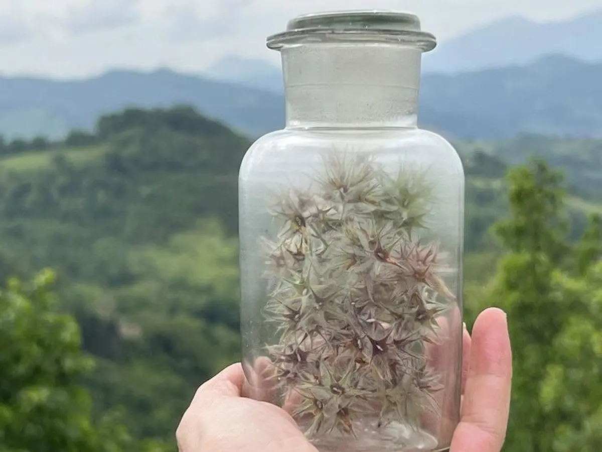 Spectacle - Teatro di Verzura