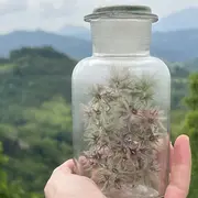 Spectacle - Teatro di Verzura